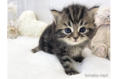 成約済の大阪府のサイベリアン-66610の9枚目